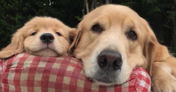 【動物】親子の画像！