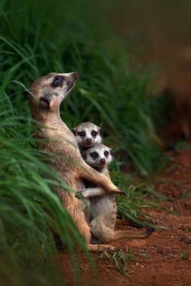 【動物】親子の画像！
