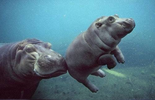 【動物】親子の画像！