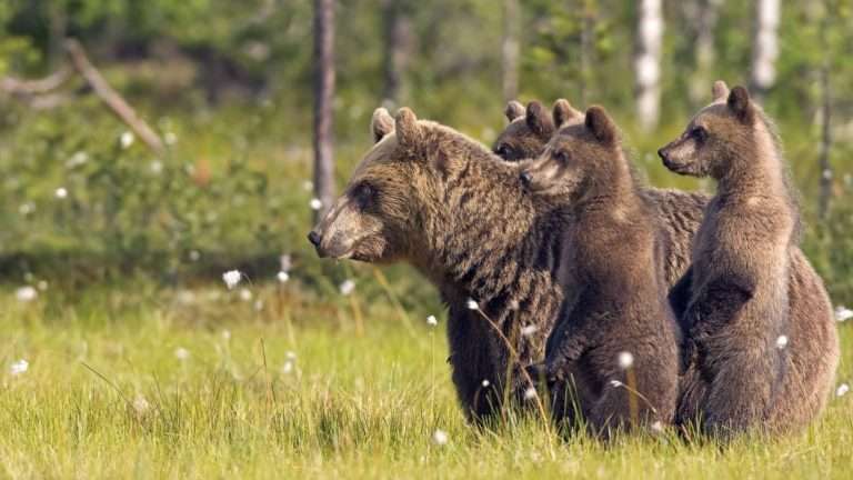 【動物】親子の画像！