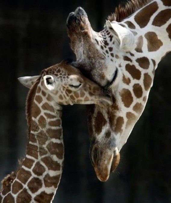 【動物】親子の画像！