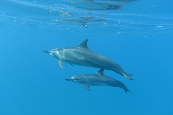 【動物】親子の画像！