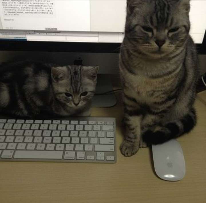 【動物】親子の画像！