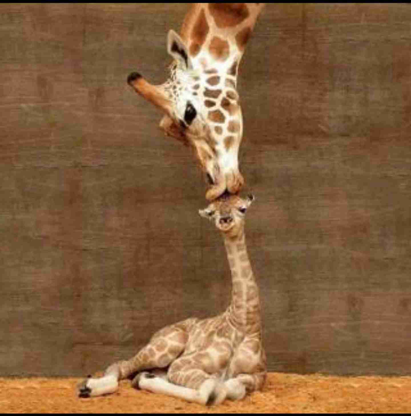 【動物】親子の画像！