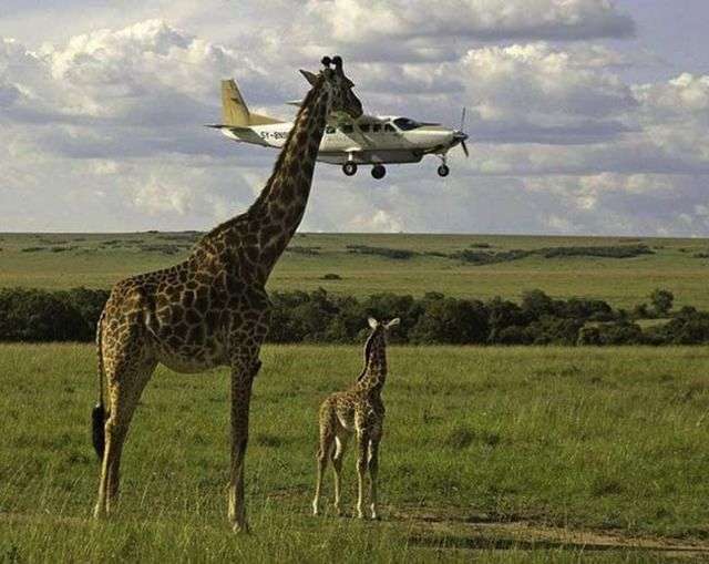【動物】親子の画像！