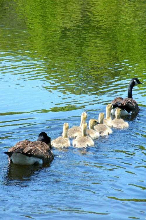 【動物】親子の画像！