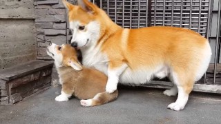 【動物】親子の画像！