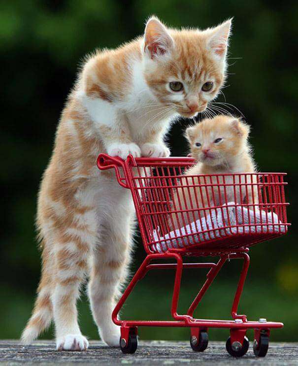 【動物】親子の画像！