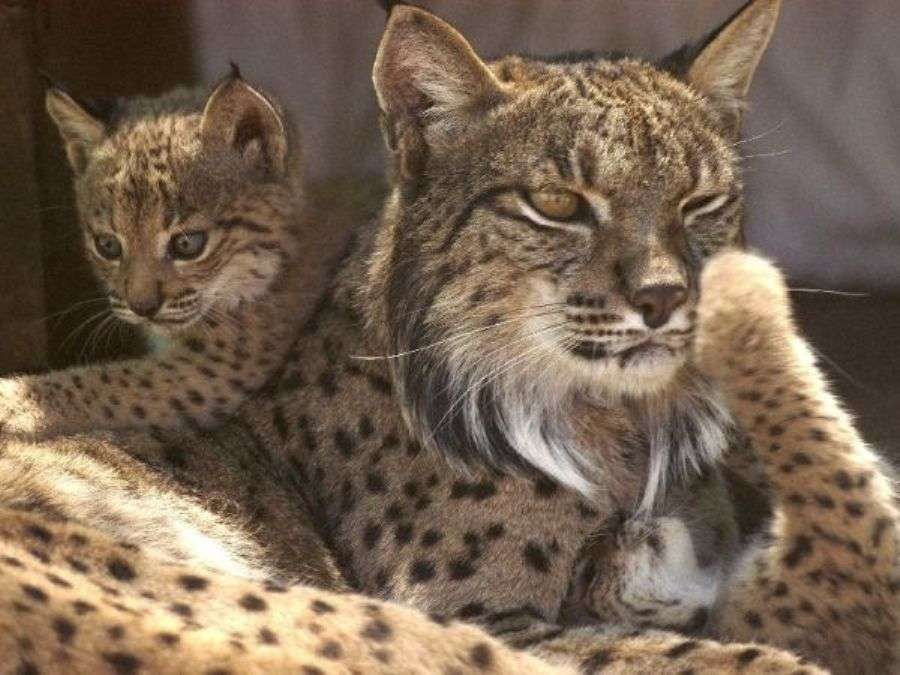 【動物】親子の画像！