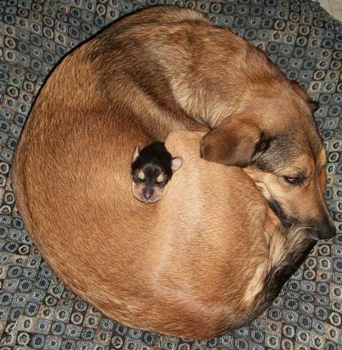 【動物】親子の画像！
