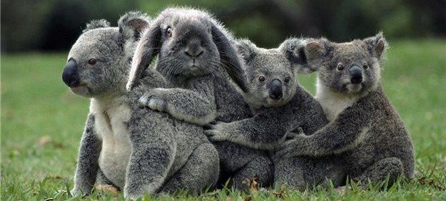【動物】親子の画像！