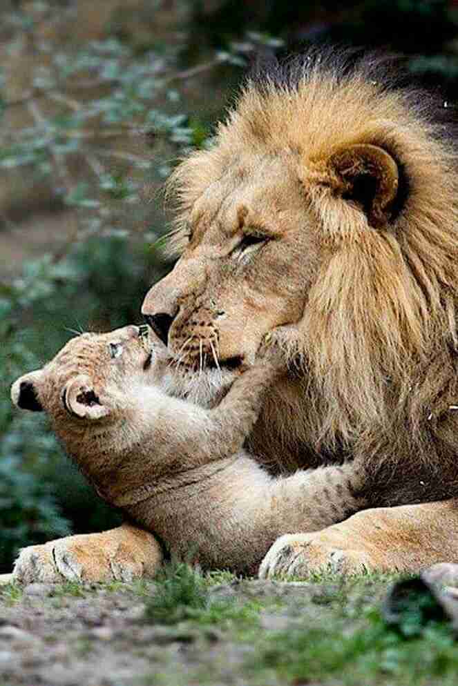 【動物】親子の画像！
