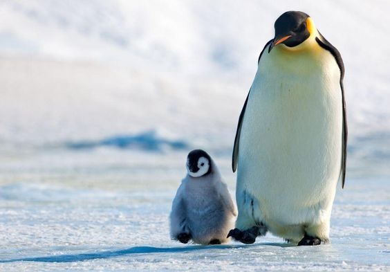 【動物】親子の画像！