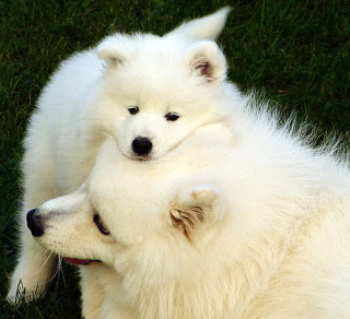 【動物】親子の画像！