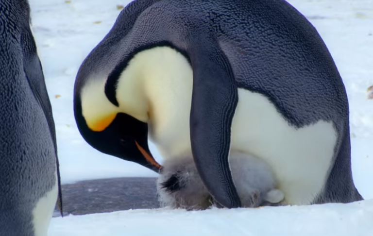 【動物】親子の画像！