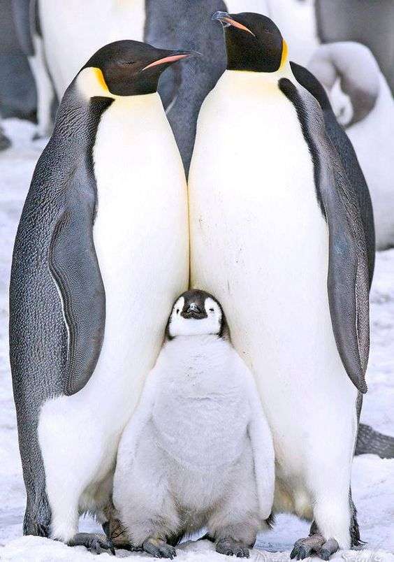 【動物】親子の画像！