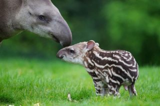 【動物】親子の画像！
