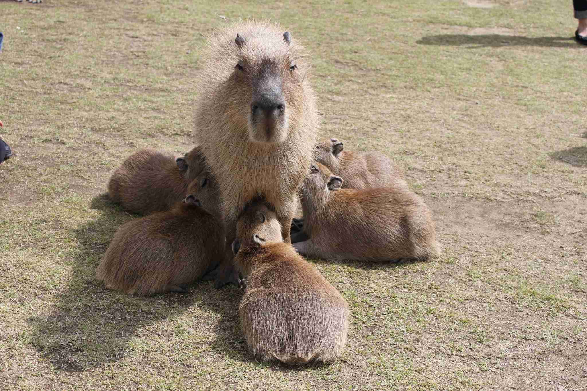 【動物】親子の画像！