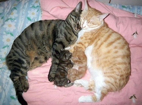 【動物】親子の画像！