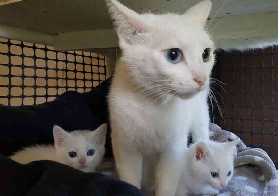 【動物】親子の画像！