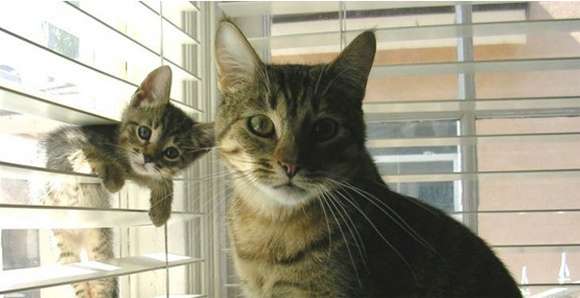 【動物】親子の画像！