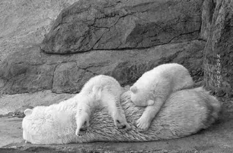 【動物】親子の画像！