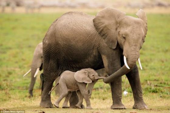 【動物】親子の画像！
