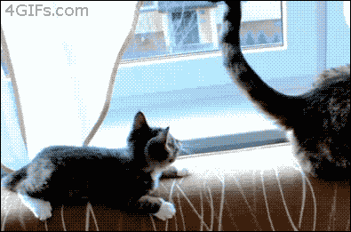 【動物】親子の画像！