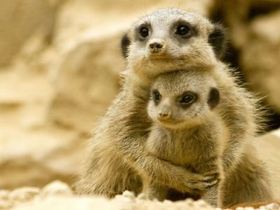 【動物】親子の画像！