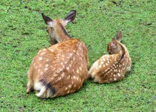 【動物】親子の画像！