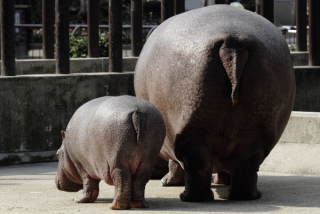 【動物】親子の画像！