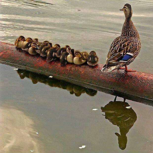 【動物】親子の画像！