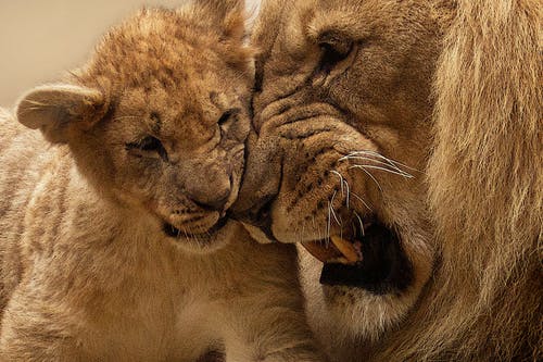 【動物】親子の画像！