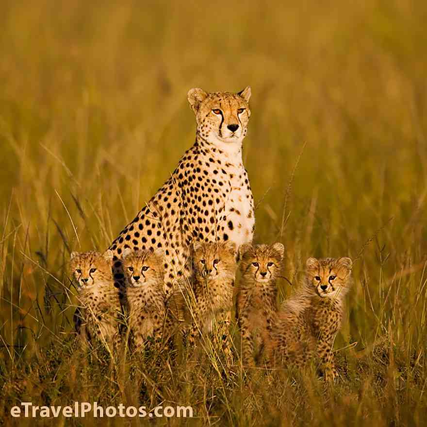 【動物】親子の画像！