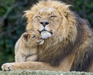 【動物】親子の画像！