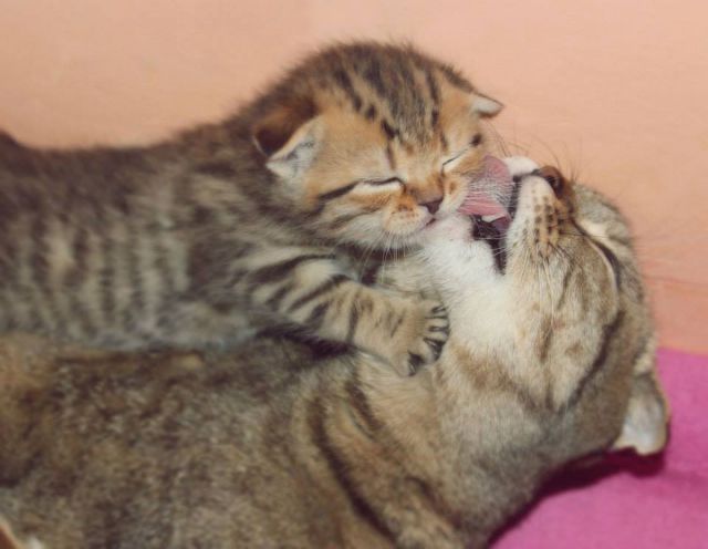 【動物】親子の画像！
