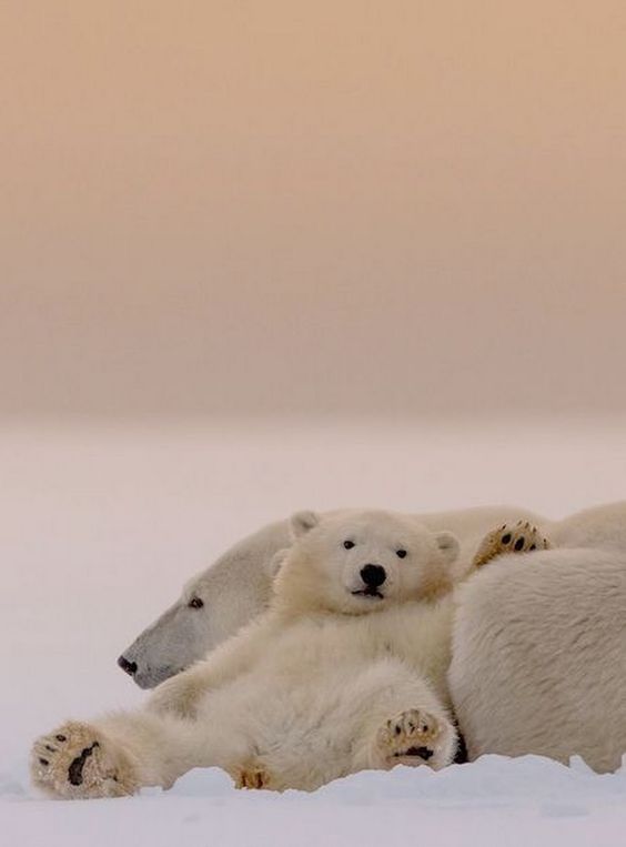 【動物】親子の画像！