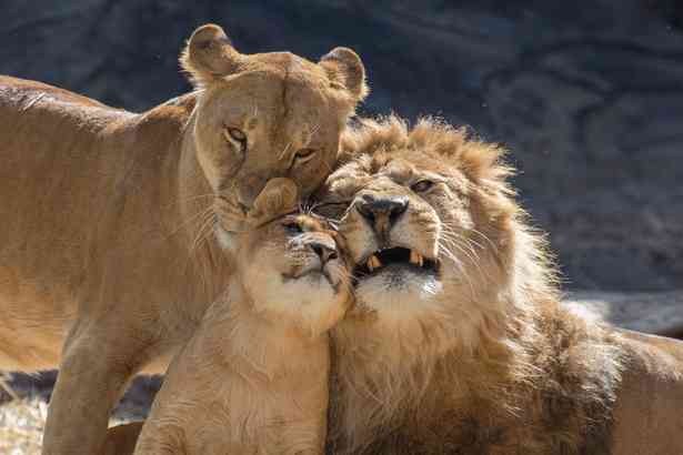 【動物】親子の画像！