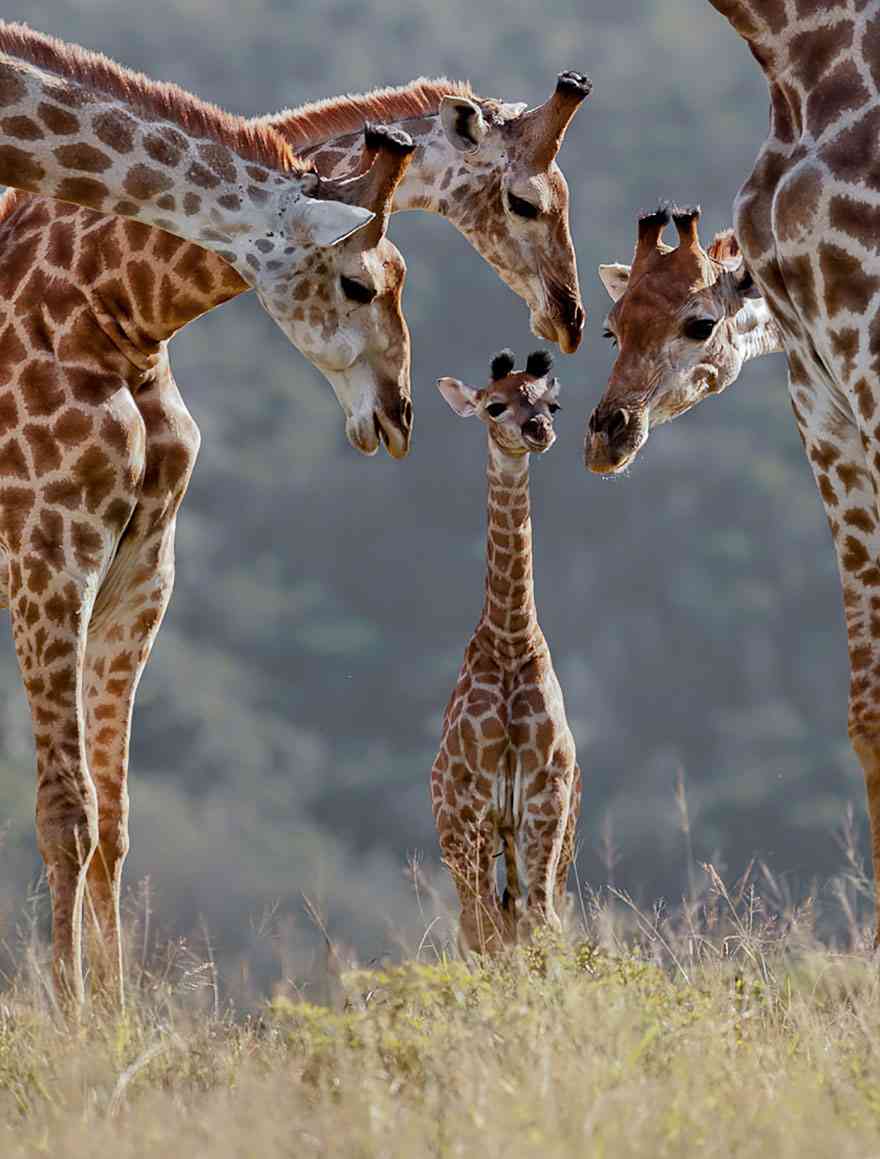 【動物】親子の画像！