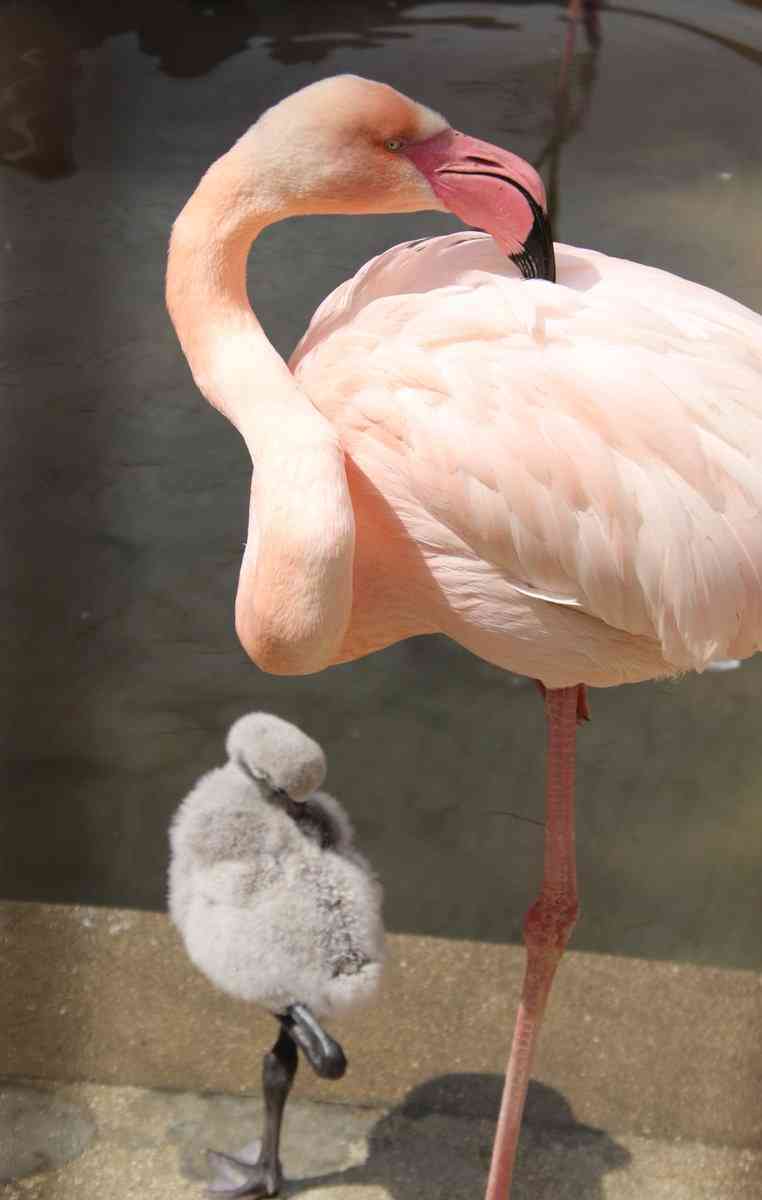 【動物】親子の画像！
