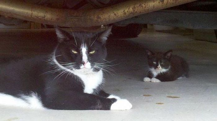 【動物】親子の画像！