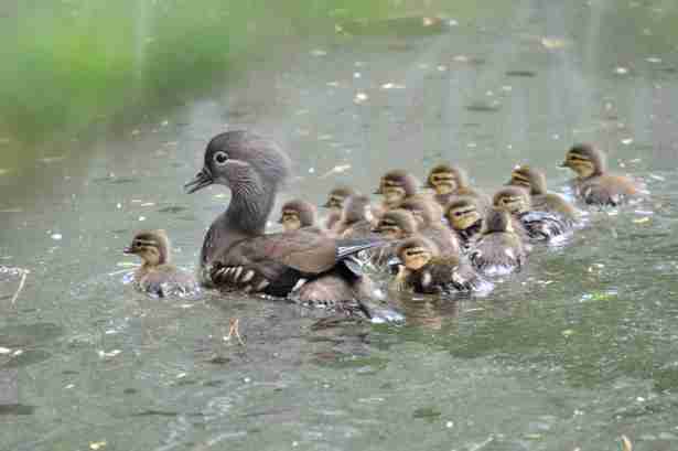 【動物】親子の画像！