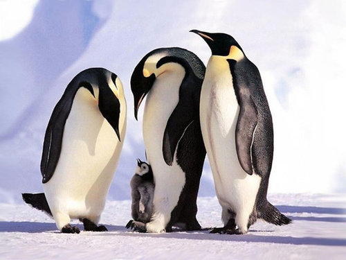 【動物】親子の画像！