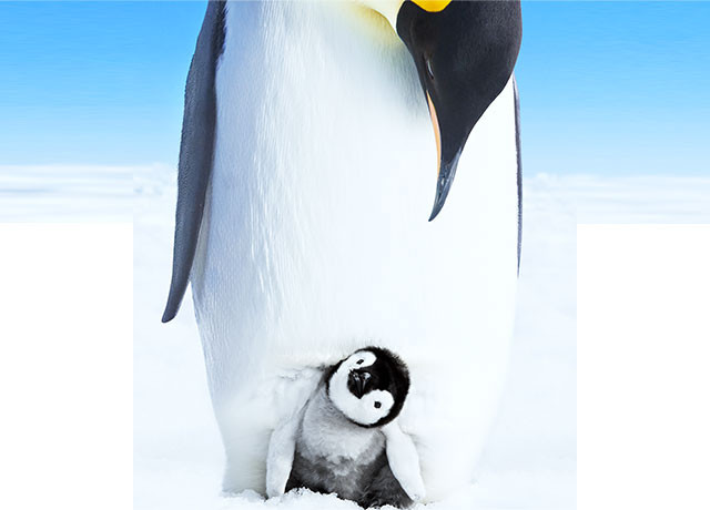 【動物】親子の画像！