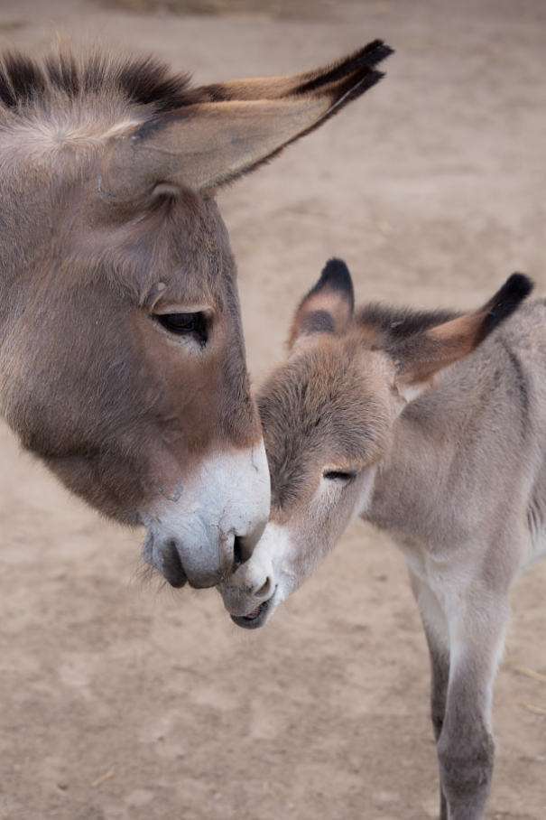【動物】親子の画像！