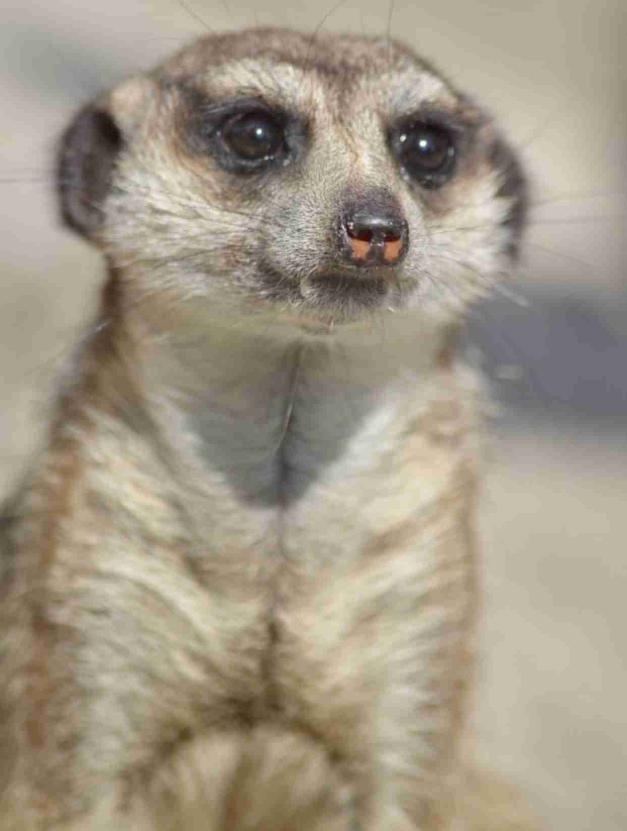 【画像】小動物の写真や動画が見たい！【癒し】