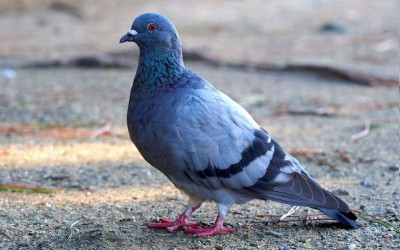 【画像】小動物の写真や動画が見たい！【癒し】