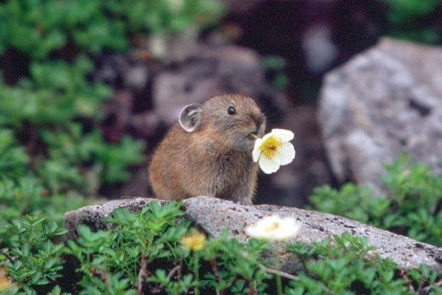 【画像】小動物の写真や動画が見たい！【癒し】