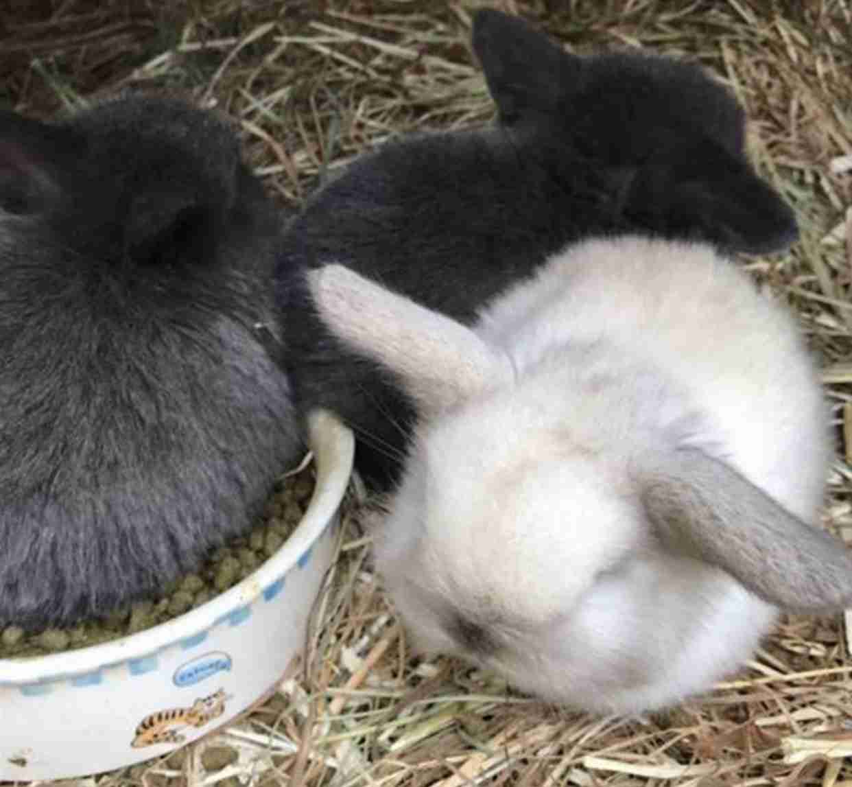 【画像】小動物の写真や動画が見たい！【癒し】