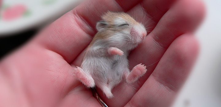 【画像】小動物の写真や動画が見たい！【癒し】